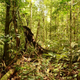 Imagen para el artículo titulado Esta región del Amazonas albergó una compleja civilización perdida de la que no se sabía nada hasta ahora